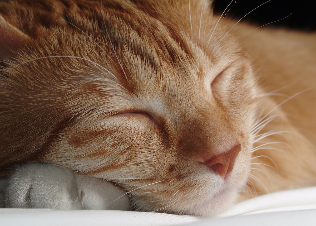 Tierfotos Starnberg Katzen